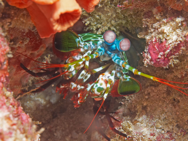 Mantis Shrimp